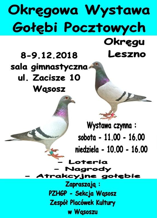 wystawa gołębi
